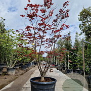 Acer pal. 'Bloodgood' 200-250 cm cont. 130L