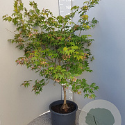Acer pal. 'Osakazuki' 125-150 cm container 