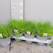 Allium schoenoprasum P14
