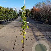 Aristolochia macrophylla 150-175 cm 3,0L