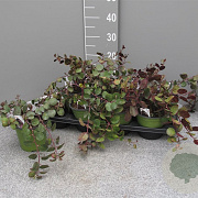 Capparis spinosa P14