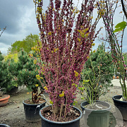 Cercis chinensis 'Avondale' 200-250 cm container meerstammig extra