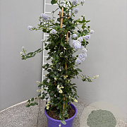 Ceanothus thyrsiflorus repens 70 cm 3,0L piramide