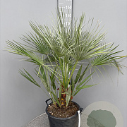 Chamaerops humilis 100-110 cm 25L