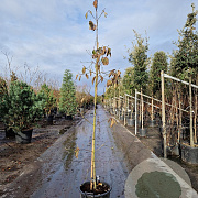 Cornus 'Eddie's White Wonder' 200-250 cm container geveerd