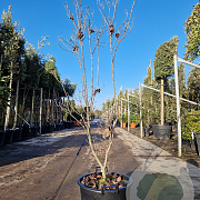Cornus florida rubra 125-150 cm 30L