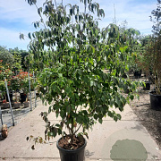 Cornus kousa chinensis 175-200 cm container meerstammig