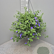 Convolvulus sabatius GM C6L