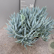 Curio ficoides 'Mount Everest' GM 9L