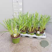 Cymbopogon citratus P14