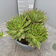 Echeveria agavoides GM 9L