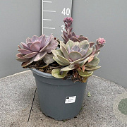 Echeveria Purple Pearl GM 9L
