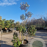 Elaeagnus ebbingei 140-160 cm 35L pompon