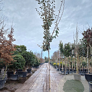 Elaeagnus ebbingei 160 cm stam container 6-8