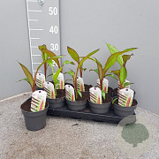 Ensete ventricosum 'Maurelii' P12
