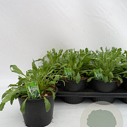 Eruca sativa P14
