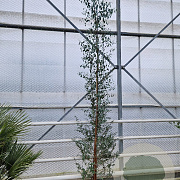 Eucalyptus gunnii 250-300 cm 18L