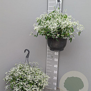 Euphorbia 'Silver Fog' GM C6L