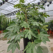 Fatsia japonica 125-150 cm container 
