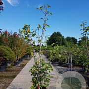 Ficus carica 250-300 cm container meerstammig