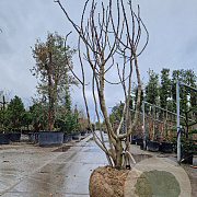Ficus carica 250-300 cm draadkluit meerstammig 175-200 diameter