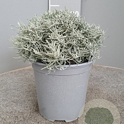 Helichrysum italicum GM C3