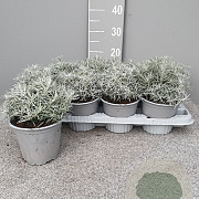 Helichrysum italicum P14