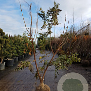 Koelreuteria paniculata 200-250 cm draadkluit meerstammig 140-160 diameter