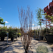 Lagerstroemia Dynabite 150-175 cm draadkluit meerstammig