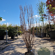 Lagerstroemia Dynabite 175-200 cm draadkluit meerstammig solitair