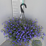 Lobelia erinus GM C6L