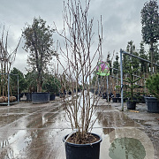Magnolia 'George Henry Kern' 125-150 cm 25L