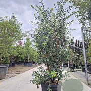 Metrosideros excelsa 150-175 cm 35L