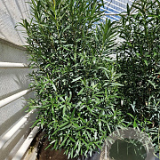 Nerium oleander 175-200 cm 50L