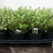 Origanum majorana P14