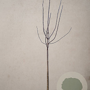 Paulownia fortunei Fast Blue 200 cm stam draadkluit 25-30