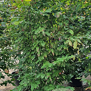 Parrotia persica 'Vanessa' 200-250 cm container meerstammig extra