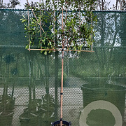 Photinia fraseri 'Red Robin' 180 cm stam container 8-10