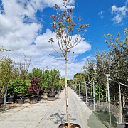 Pistacia chinensis 220 cm stam container 16-18