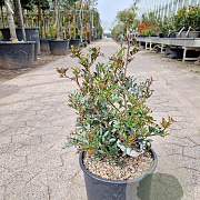 Pistacia lentiscus 40-60 cm 10L