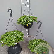 Portulacca umbraticola GM C6L