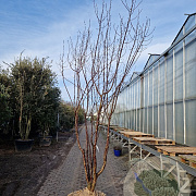 Prunus serrula 250-300 cm container meerstammig