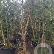 Quercus suber 200-250 cm cont. 95L
