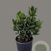 Rhaphiolepis umbellata ovata 20-30 cm 3,0L