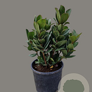 Rhaphiolepis umbellata ovata 40-60 cm 10L