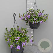 Scaevola aemula GM C6L