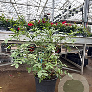 Senna corymbosa GM 10L