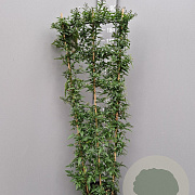 Solanum jasminoides 150-160 cm 10L