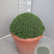 Thymus vulgaris GM C5