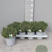 Thymus vulgaris P14